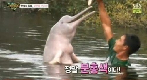 아마존강 돌고래의 특징. 사진 = SBS 방송화면 캡처