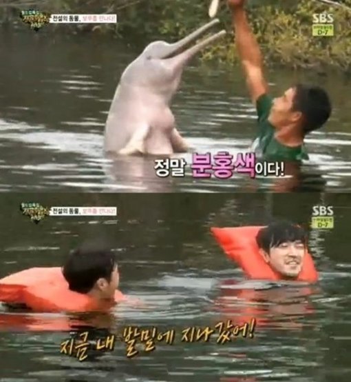 아마존강 돌고래의 특징. 사진 = SBS 방송화면 캡처