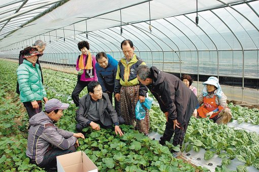 경남 김해시 대동면의 ‘부경 로컬푸드’ 소속 농민들이 아욱과 근대를 재배하는 비닐하우스 안에서 얘기를 나누고 있다.