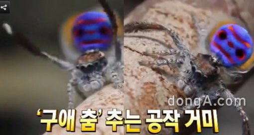 영상 캡쳐화면/동아DB