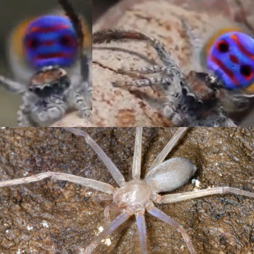 신종 공작거미 발견. 사진=영상 캡쳐화면/동아사이언스