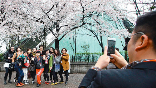 14일 인천 중구 자유공원을 찾은 중국의 프랑스 화장품 기업인 수비어스 코스메틱 소속의 뷰티전문가들이 만개한 벚꽃을 감상하며 기념촬영을 하고 있다. 인천도시공사 제공
