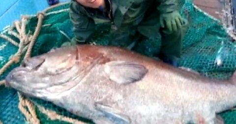 돗돔. 사진=MBC 방송화면 캡쳐