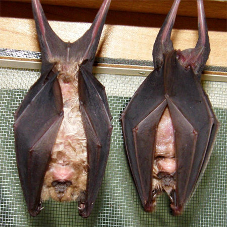 관박쥐가 날개로 몸을 감싼 채 자는 모습. 국립공원연구원 김혜리 연구원은 “우리나라에 서식하는 박쥐 중 배트맨과 가장 흡사한 박쥐를 꼽는다면 관박쥐”라고 말했다.