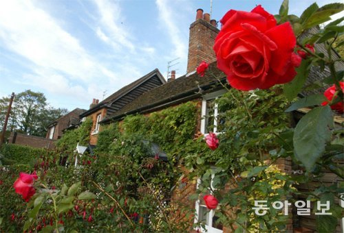 영국인들의 정원 사랑은 남다르다. 벽을 덮은 등나무 덩굴을 배경으로 빨간 장미가 돋보이는 주택가의 정원. 런던=원대연 기자 yeon72@donga.com