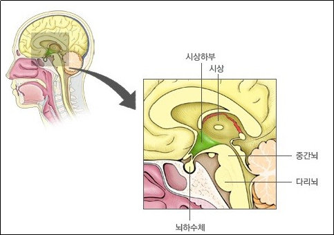 배고픔 조절 뇌 회로 발견