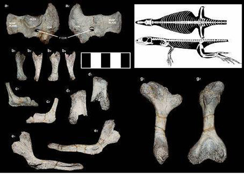 전남대 한국공룡연구센터가 최근 전남 보성군 득량면 비봉리 공룡알 화석지 주변에서 발견한 8100만년 전 거대 도마뱀 화석. 전남대 제공