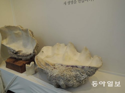 흰 바둑돌의 재료가 되는 대형조개. 중국 하이난섬 인근에서 잡힌다. 윤양섭기자 lailai@donga.com