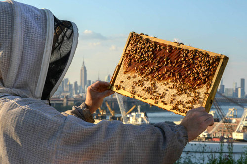 미국 뉴욕 브루클린에 위치한 도심 농장인 ‘브루클린 그레인지’에서 한 시민이 꿀벌들을 살펴보고 있다. 꿀벌의 중요성에 대한 인식이 커지면서 뉴욕을 비롯해 영국 런던, 일본 도쿄 등 주요 도시에서 ‘도심 양봉’이 확산되고 있다. 브루클린 그레인지 제공