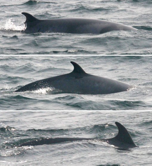 웨일워치 서비스란. 사진=웨일워치 서비스란/동아일보 DB