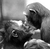 진화심리학은 인간의 짝짓기 전략을 진화의 결과물로 해석한다. 사진은 키스를 나누는 침팬지들의 모습. 사진출처=주간동아