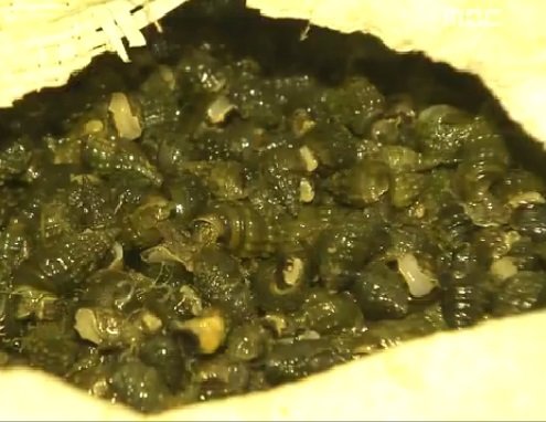 다슬기 효능, 사진=MBC 뉴스 캡쳐