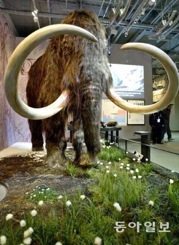 매머드 유전자 코끼리 이식