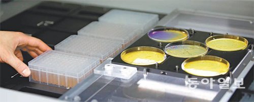 발효식품, 모유, 아기 분변 등 다양한 샘플로부터 프로바이오틱스 유산균 발굴을 위해 미생물 대량 분리 배양 장치를 활용하는 모습.