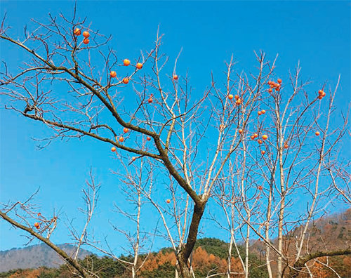 수확이 끝난 감나무 가지에 매달려 있는 ‘까치밥’은 시골 공동체의 상징으로 여겨져 왔다.박인호 씨 제공