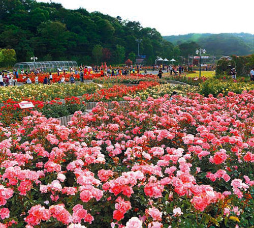 23일부터 31일까지 제9회 울산장미축제가 열리는 울산대공원 장미원 전경. 울산시 제공