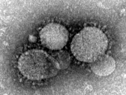 사진= 미국 질병통제예방센터