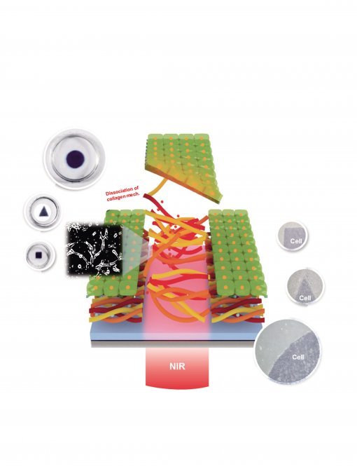 근적외선(NIR)을 쪼이면 콜라겐이 녹으면서 자연스럽게 분리된 세포시트(연두색)를 얻을 수 있다.적외선을 쪼이는 모양에 따라 다양한 모양의 세포시트를 만들 수 있다.