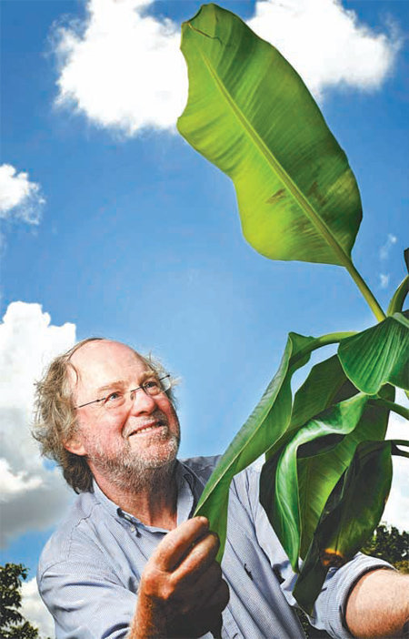바나나 연구자인 호주 퀸즐랜드공대의 제임스 데일 교수. 곰팡이균 저항 유전자를 넣은 캐번디시 바나나를 만들었다. 호주 퀸즐랜드공대 제공