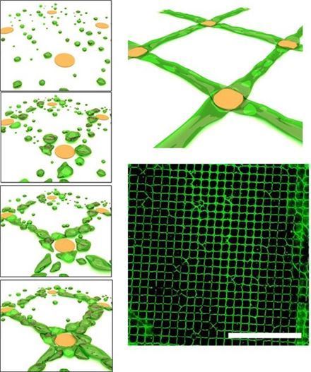 세포스티커 개발. 사진 = 미래부