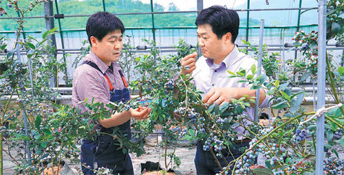 지난달 전남 화순군에 있는 블루베리 농장에서 김윤재 씨(왼쪽)가 임영호 이마트 과일 바이어에게 자신이 재배하는 블루베리에 대해 설명하고 있다. 이마트 제공