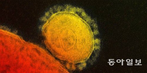 메르스 바이러스는 RNA 바이러스인 코로나 바이러스에 속한다. 바이러스 표면의 돌기가 왕관(코로나)처럼 보이기 때문에 코로나 바이러스라는 이름이 붙었다. 신종 바이러스인 만큼 백신과 치료제가 아직 개발되지 않았다. 동아일보 DB