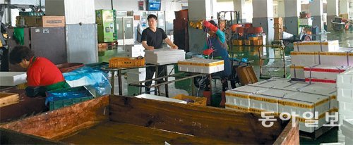 12일 오전 제주 서귀포수협 위판장은 한산한 분위기였다. 어민들은 “예년에는 갈치가 담긴 나무상자 수백 개가 쌓여 있었다”고 
말했다. 위판장 맞은편에는 조업에 나서지 못한 어선 수백 척이 정박돼 있었다. 서귀포=김성모 기자 mo@donga.com