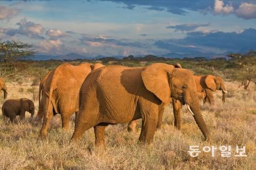 코끼리의 수명. 사진=동아일보 DB