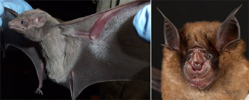 2000년대 유행한 대부분의 인간 감염병은 박쥐에게서 전파된 바이러스가 원흉이다. 메르스 바이러스를 인간에게 전염시킨 이집트무덤박쥐(왼쪽 사진)와 2002∼2003년 중국에서 창궐한 사스 바이러스를 퍼뜨린 관박쥐. 조너선 엡스타인·장리뱌오 제공