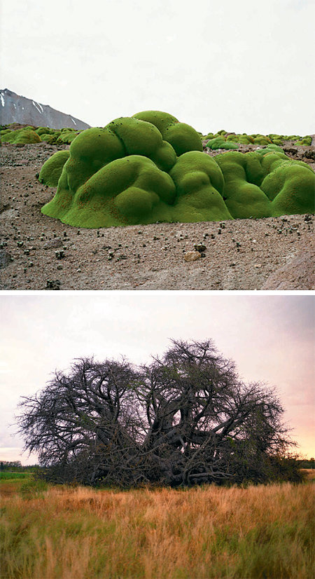 칠레 아타카마 사막의 식물 ‘야레타’(위 사진). 2000년 넘게 자라온 것으로 추정된다. 오른쪽은 남아프리카공화국 림포포 주에 서 있는 추정 수령 2000년의 글렌코 바오바브나무. 윌북 제공