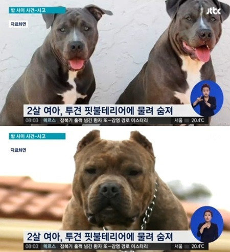 사진= JTBC 뉴스 캡처, ‘개에 물려 숨져’