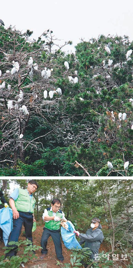 충북 청주시 서원구 청주남중학교 뒷산의 백로 떼 서식지(위 사진). 이승훈 청주시장(가운데)과 시공무원 등이 지난달 30일 청주남중 뒤편 잠두봉에서 자연정화활동을 하고 있다. 청주=장기우 기자 straw825@donga.com