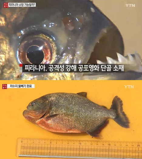 사진=YTN 캡처