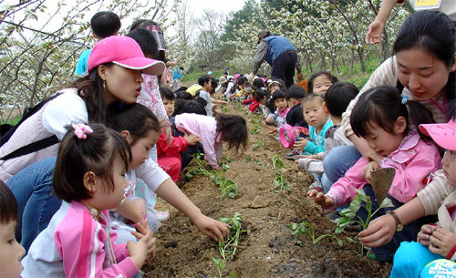 경기 양평군의 그린토피아 과수마을을 찾은 유치원생들이 농장에서 교사들과 함께 고구마 순을 심고 있다. 그린토피아 제공