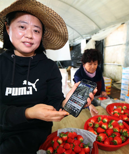세종 창조마을에서 딸기농사를 짓는 농민이 비닐하우스 온도·습도 센서, 폐쇄회로(CC)TV 등을 스마트폰으로 원격 제어할 수 있도록 한 시스템을 소개하고 있다. 세종창조경제혁신센터 제공
