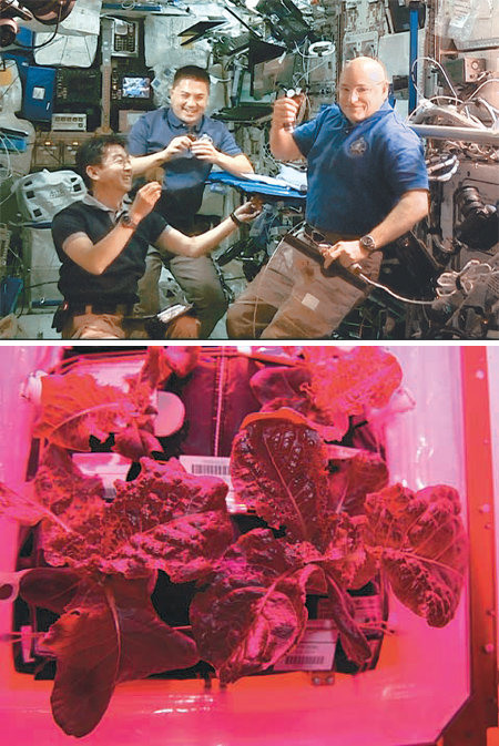10일 국제우주정거장에 머물고 있는 우주인 유이 기미야, 젤 린드그린, 스콧 켈리(왼쪽부터)가 우주에서 최초로 재배한 상추를 맛보고 있다(위 사진). 베지 속에서 재배된 상추. 사진 출처 NASA 홈페이지