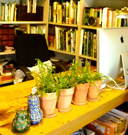 고사리류의 식물은 빛이 부족한 실내에서도 잘 자라서 사무실 책상에 올려놓고 키우기 적합하다. 오경아 씨 제공