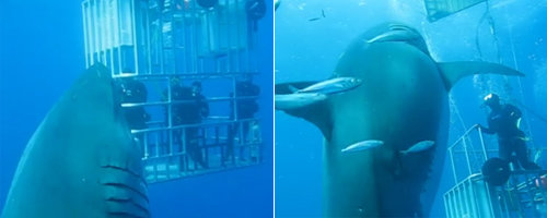 사진=마우리시오 오요스 파디야(Mauricio Hoyos Padilla) 페이스북 영상 캡처