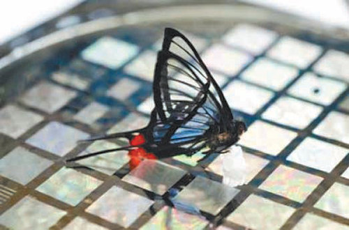 나비가 앉을 때 생기는 극히 작은 압력까지 감지할 수 있는 전자피부. 전기 전도도 변화를 감지해 나비가 움직이는 방향도 잡아낸다. 미국 스탠퍼드대 제공