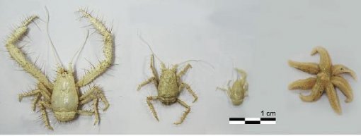 극지연구소 연구팀은 이번 중앙해령 탐사에서 열수 생명체인 키와 게(사진 왼쪽부터 3개)와 일곱다리 불가사리(맨 오른쪽)를 새로 발견했다. 극지연구소 제공