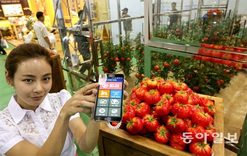 《 SK텔레콤 스마트팜 》기상 데이터 모아 농가에 정보 전달 SK텔레콤이 토마토를 재배하는 스마트 온실 프로그램을 소개하고 있다. 홍진환 기자 jean@donga.com