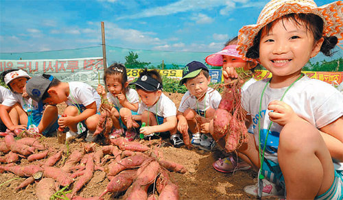 재미있는 고구마 캐기 지난달 24일 대구 달서구 송현동 꿈나무 농촌체험학습장을 찾은 어린이들이 고구마 캐기 체험을 하고 있다. 대구 달서구 제공