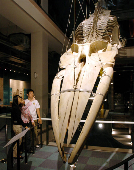 장생포고래박물관에 전시되어 있는 브라이드고래의 실제 골격. 길이 12.4m, 무게 14.6t에 달한다. 울산 남구청 제공