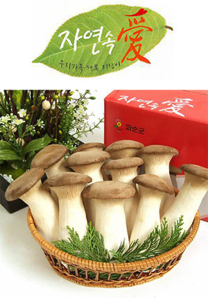 화순군 버섯연합회가 생산한 새송이버섯. 쫄깃한 식감에 영양도 만점이다. 화순군 제공