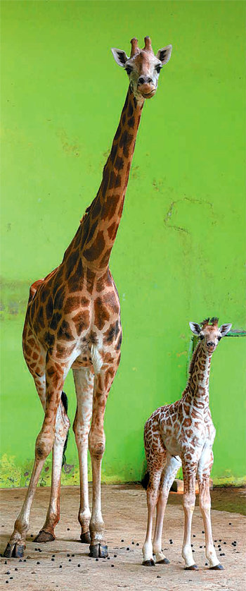 8년 만에 서울대공원 동물원에서 태어난 기린 엘사(오른쪽)는 머지않아 최고 인기 동물이 될 것으로 보인다. 대공원 측은 조만간 엘사를 일반에 공개할 예정이다. 서울대공원 제공
