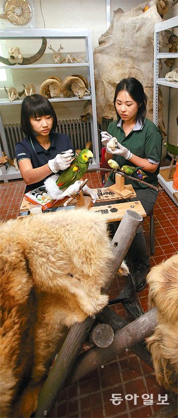 동물원에서 발생하는 사체 중 상태가 좋은 동물은 박제된 뒤 전시와 연구에 활용된다. 서울대공원 박제사들이 앵무새 박제를 만들고 있다. 과천=박영대 기자 sannae@donga.com