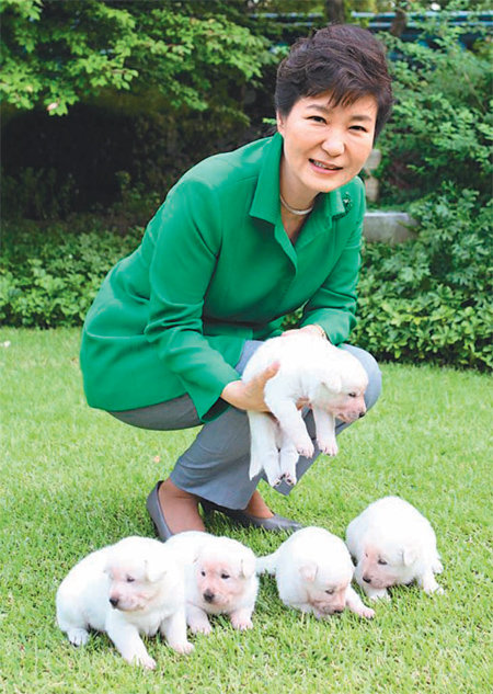 박근혜 대통령이 20일 페이스북에 청와대 관저에서 태어난 진돗개 5마리의 이름을 공개했다. 청와대 제공