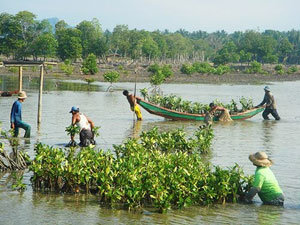 산림청이 녹화사업을 벌인 캄보디아 캄퐁통 고무나무 묘목장.
