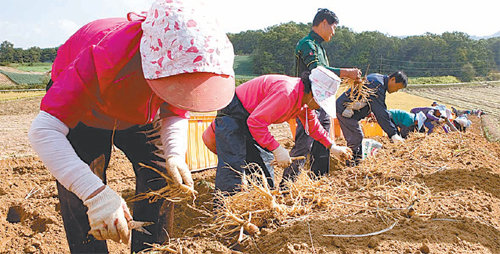 대한암예방학회의 ‘암을 이기는 한국인의 음식’에 선정된 인삼의 수확철을 맞아 농민들의 손길이 바빠졌다.