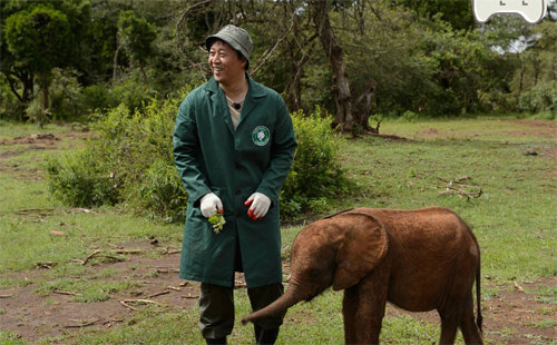 MBC 예능프로그램 ‘무한도전’에서는 아프리카 코끼리 ‘도토’가 3개월 만에 만난 정준하를 기억하는 듯한 장면이 연출됐다. 과학자들은 코끼리 같은 동물도 여러 번 반복하거나 감정적 동요를 일으킨 경우 오랫동안 기억할 수 있다고 말했다. MBC 제공